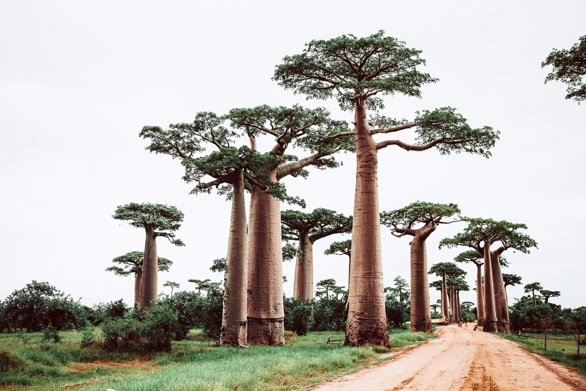 View Madagascar State Explorer