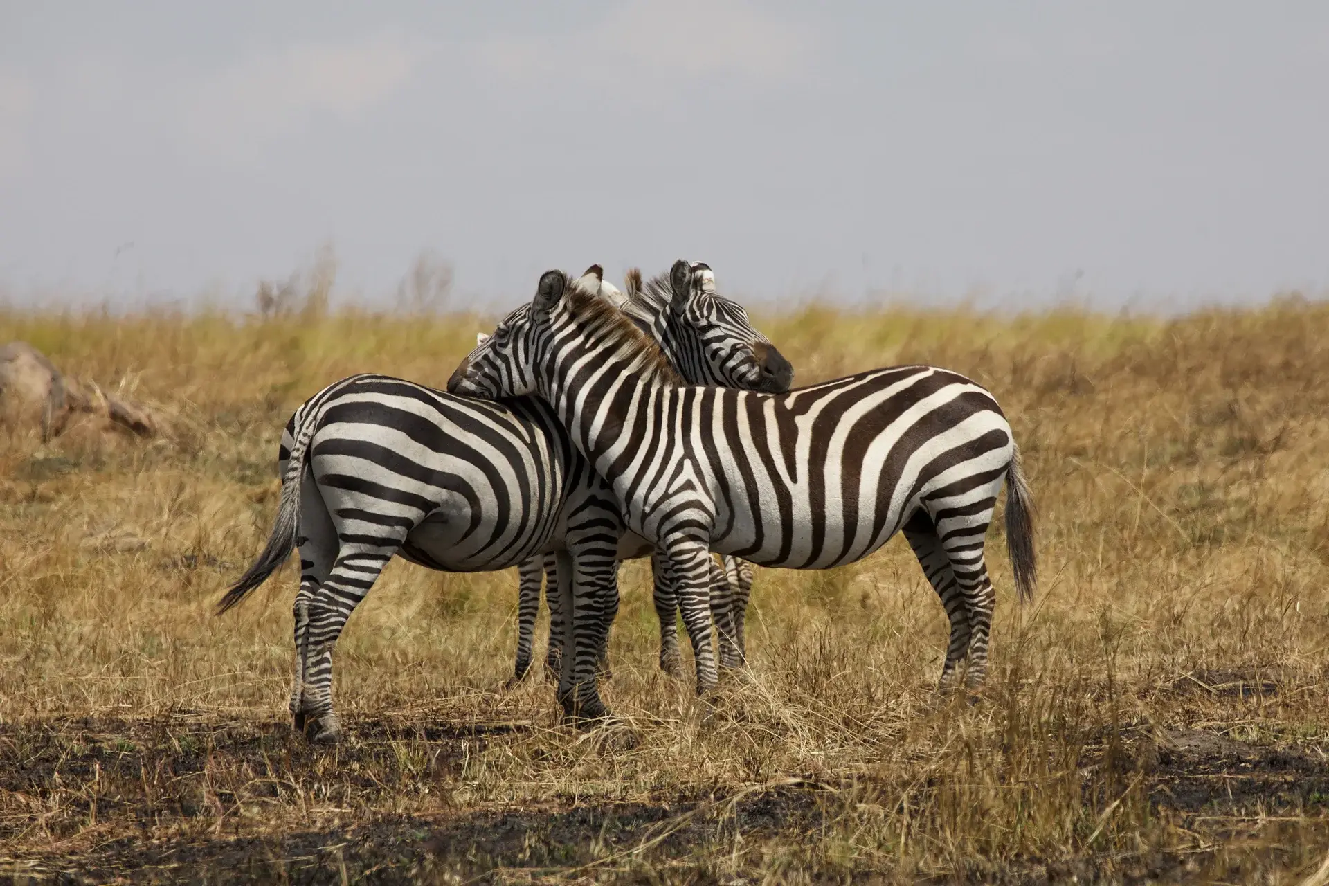 View Tanzania State Explorer