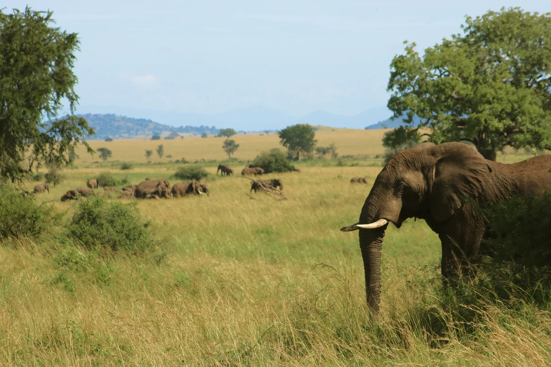 View Uganda State Explorer